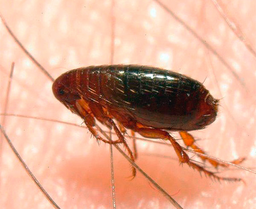 Rat flea (pictured) can be the cause of a dangerous disease.