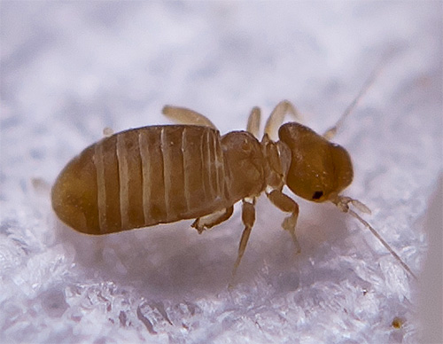 The photo shows a book senoed, or, in other words, a book louse.