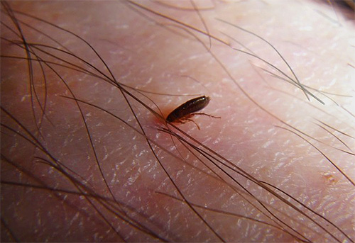 Some of the small insects, such as fleas, are blood-sucking parasites, and quite dangerous because of their ability to be carriers of pathogens of various diseases.