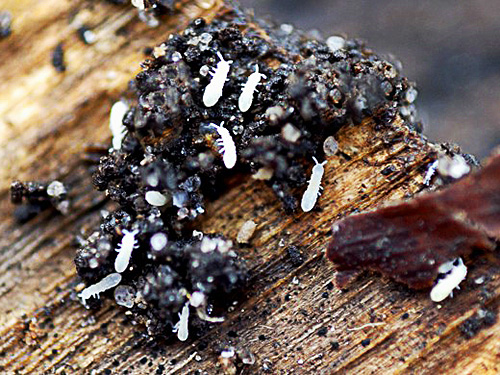 With a large number of springtails in a pot of soil, they can severely root the roots of plants.