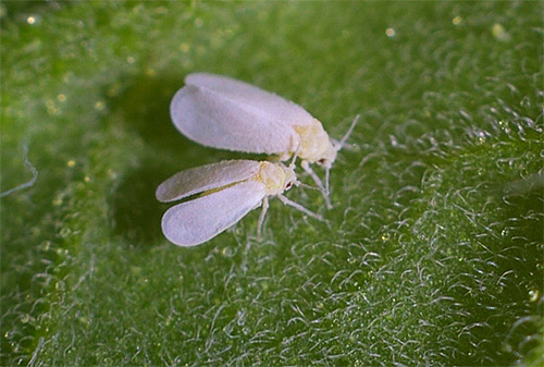 Cabbage whitefly on a plant