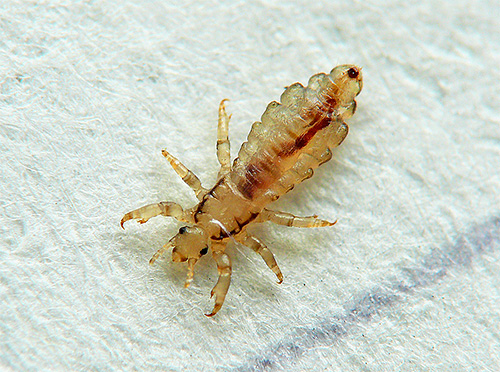 A louse accidentally found on the floor or on the bed is a reason to conduct a serious examination of all family members.