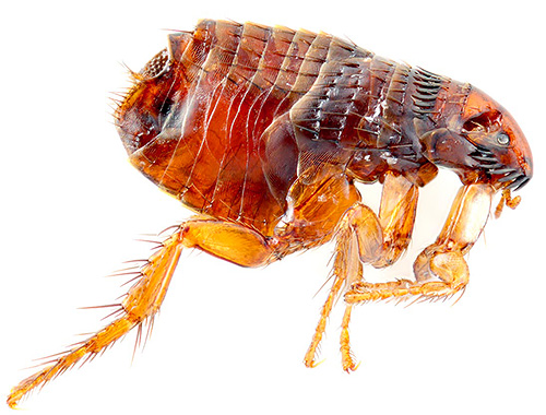 Fleas are able to bite not only cats and dogs, but also humans