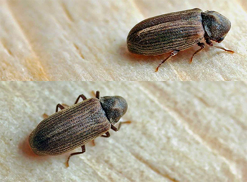 The photo shows the grinder beetle.