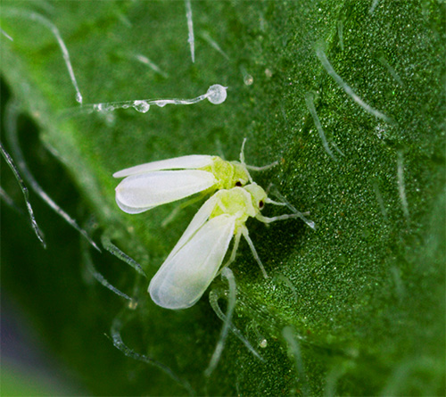 The photo shows the whiteflies.