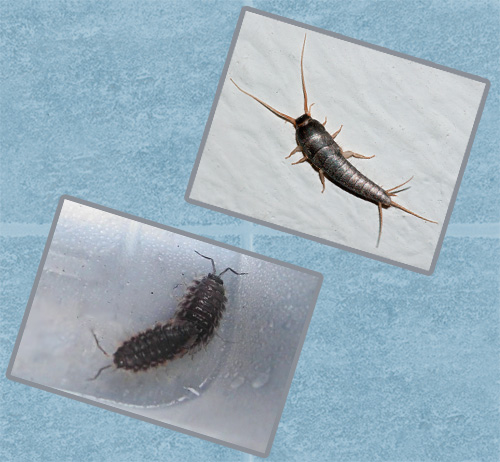 Podívejme se, co může hmyz dostat do koupelny nebo na toaletu a jak s nimi správně zacházet.