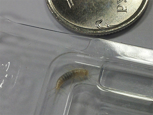 Malý bílý hmyz plazící se na stěnách v koupelně může být také stříbřitý.