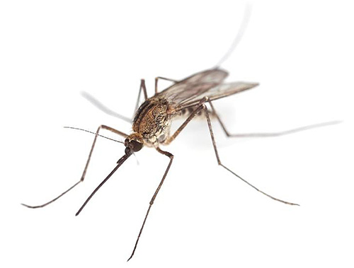 Komáři potřebují vlhké prostředí k chovu, takže mohou být také v koupelně.