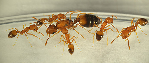 Låt oss försöka ta reda på var myror vanligen kommer från ett hus och hur farligt sådant närhet med dem kan vara ...