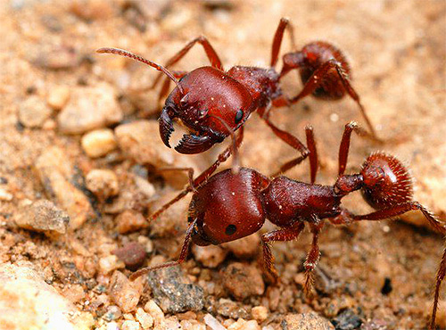 Även om stora myror smärtsamt kan bita, är de sällan inomhus.