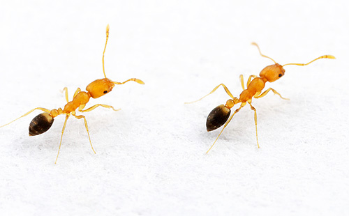 I kolonin av inhemska myror har varje individ sina egna uppgifter.