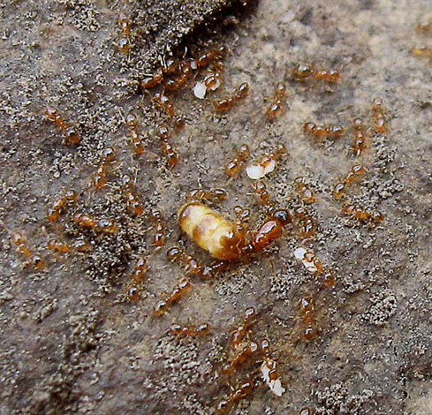 I mitten av fotot - myran av myror tjuvar
