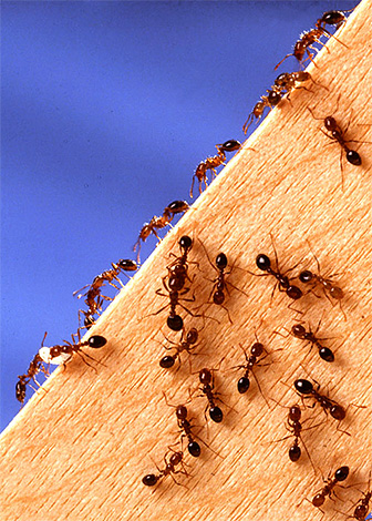 Kämpar med myror i huset är det viktigt att inte bara bli av med redan befintliga insekter, utan också att bestämma och sedan blockera sätten för deras penetration i rummet.