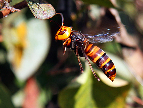 Hornet har en hög reaktionshastighet och kan sticka direkt i flygningen, från nästan vilken position som helst.