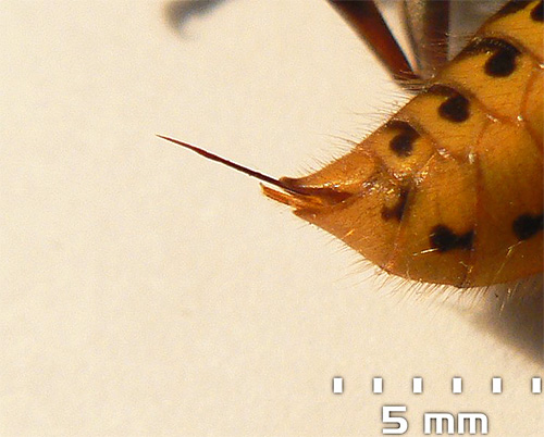 En hornets sting kan nå 5-6 mm i längd.
