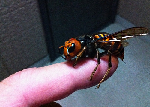 Även om hornet spenderar mindre gift på en bit än en bi, är förgiftningen i detta fall mer uttalad.
