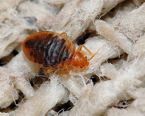 Sängbuggar - kanske en av de mest obehagliga insekterna i lägenheten.