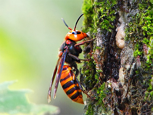 The giant Japanese hornet (Vespa mandarina japonica) in Asia is well known not only because of its enormous size, but primarily because of the high danger of this insect to humans ...