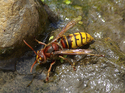 The common hornet is noticeably inferior in its size to the Japanese