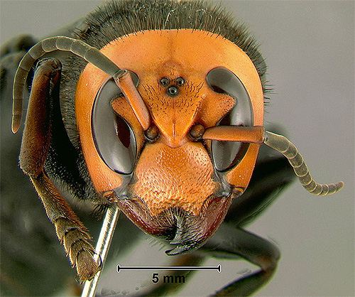 Three extra eyes are clearly visible on the head of the insect.