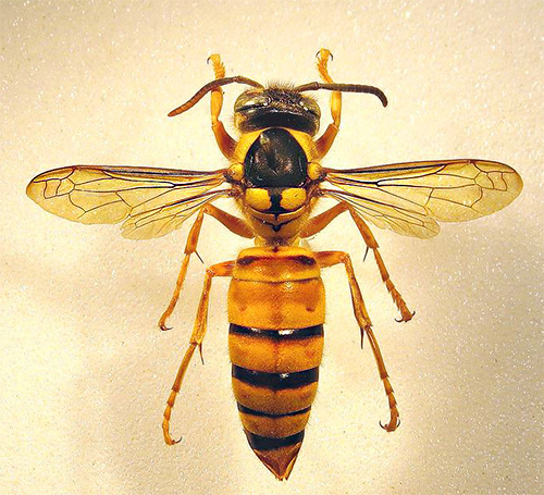 The photo shows the Vespa bicolor hornet