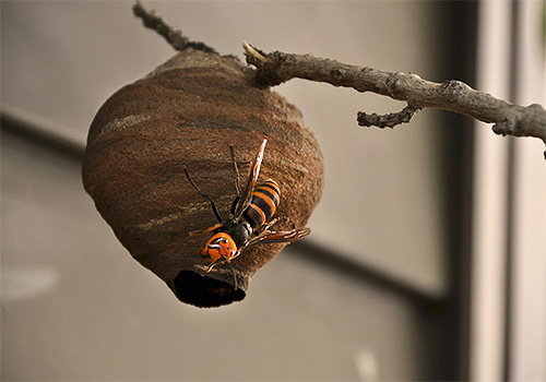 Having built a small nest, the hornet of the Japanese hornet begins to lay eggs.