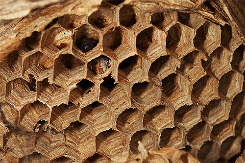 In the hornet's nest, cells are clearly visible - these are chambers in which insect larvae mature