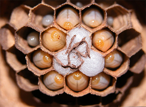 The larvae of the Japanese huge hornet in the nest