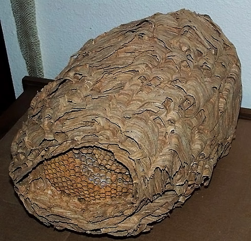 Empty nest of Japanese hornets