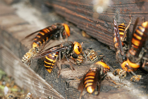These predatory insects prefer to attack the beehive together ...