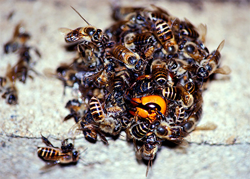 Collecting around the hornet and actively moving its wings, the bees kill the predator by increasing the temperature in the center of the ball.