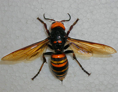 Japanese hornet applies its sting only in extreme cases.