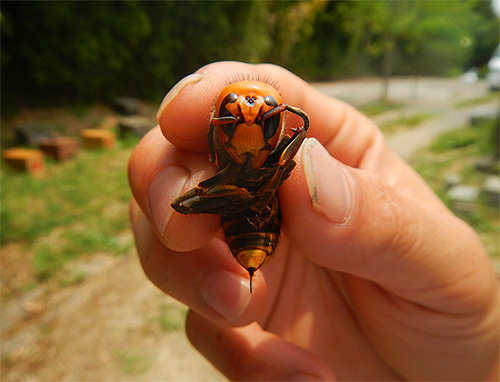The bites of the Japanese huge hornet, especially multiple ones, are extremely dangerous for humans.