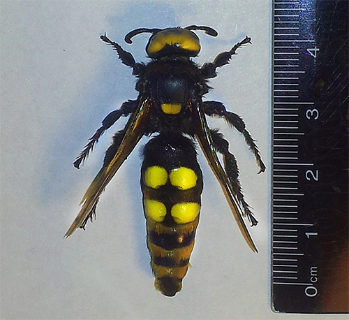 The photo shows a giant wasp Scole