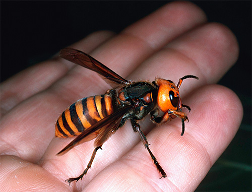 And it looks like a giant Japanese hornet