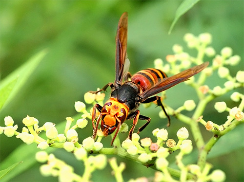 Due to the huge size and characteristic colors of the Japanese hornet, it is difficult to confuse with some other insect.