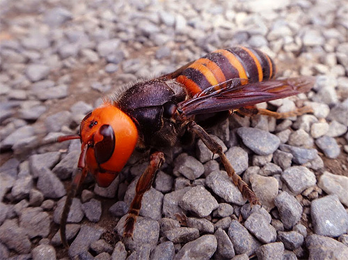 Japanese huge hornet - closeup photo