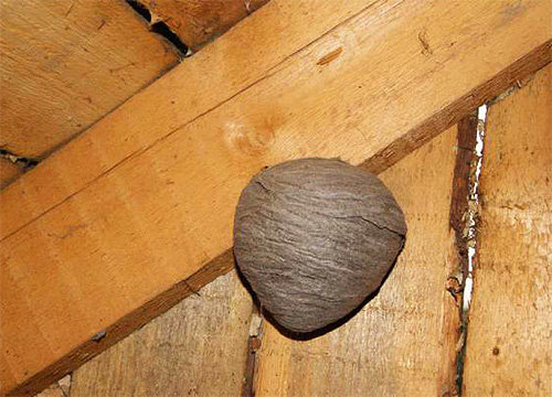 Especially often wasps build their nests in the attics of wooden houses.