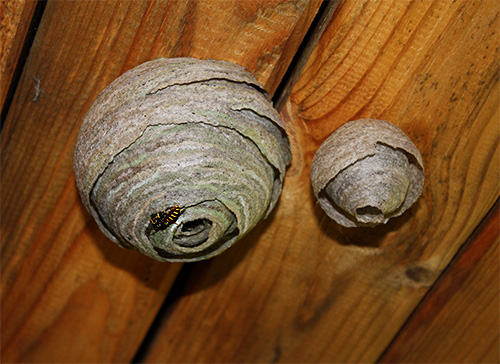 Hornets or wasps who settled in the attic can also be destroyed with a bucket of water.