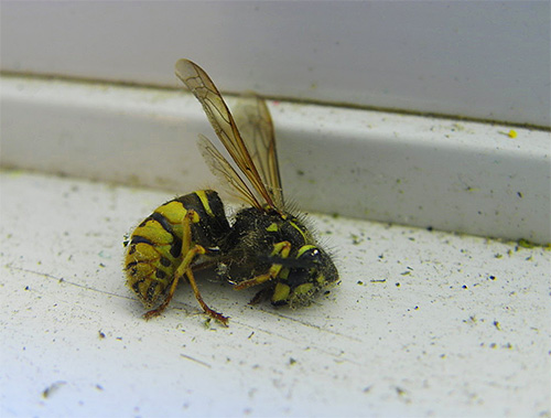 There are quite a few insecticidal drugs that are suitable for the destruction of wasps.