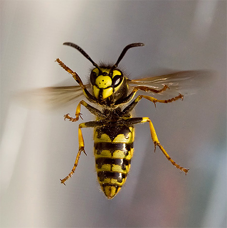 Neighborhood with wasps on the balcony can not be called pleasant, because they can sting anyone at any time.