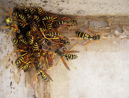 Starting a fight with wasps on the balcony, do not forget to protect yourself from their bites in advance.