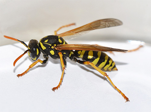 A wasp that accidentally flew onto a balcony is best to simply release it back onto the street.