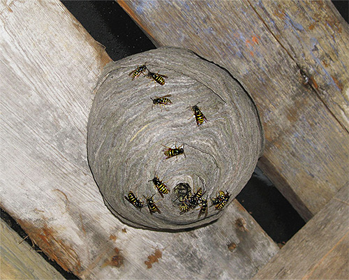 The photo shows an example of a wasp nest.