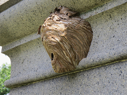 An example of a wasp nest under the eaves of the balcony.