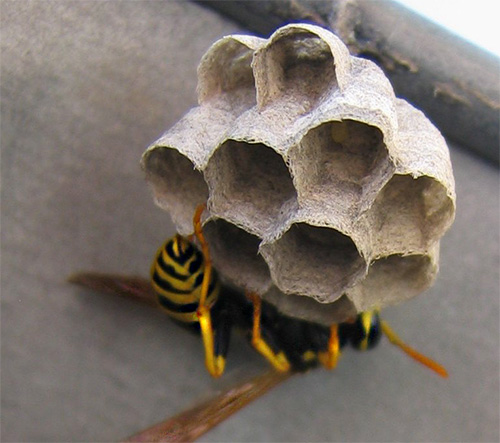 The photo shows the initial stage of construction of the wasp nest.