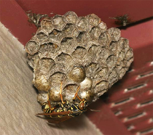 Insects make their nest of paper-like mass, so these wasps are called paper.