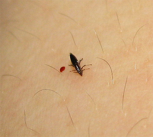 Fleas are blood-sucking insects and potentially capable of carrying many dangerous infections ...