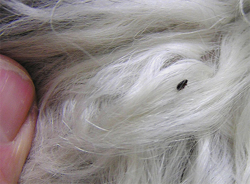 With a large number of blood-sucking parasites, it is easy to spot them in the pet's fur.