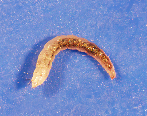 Flea larvae on the carpet